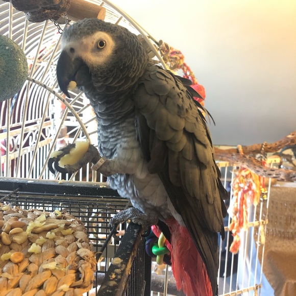 Hooty & Capt Nemo; rescued friends extraordinaire! - Picture 1 of 14